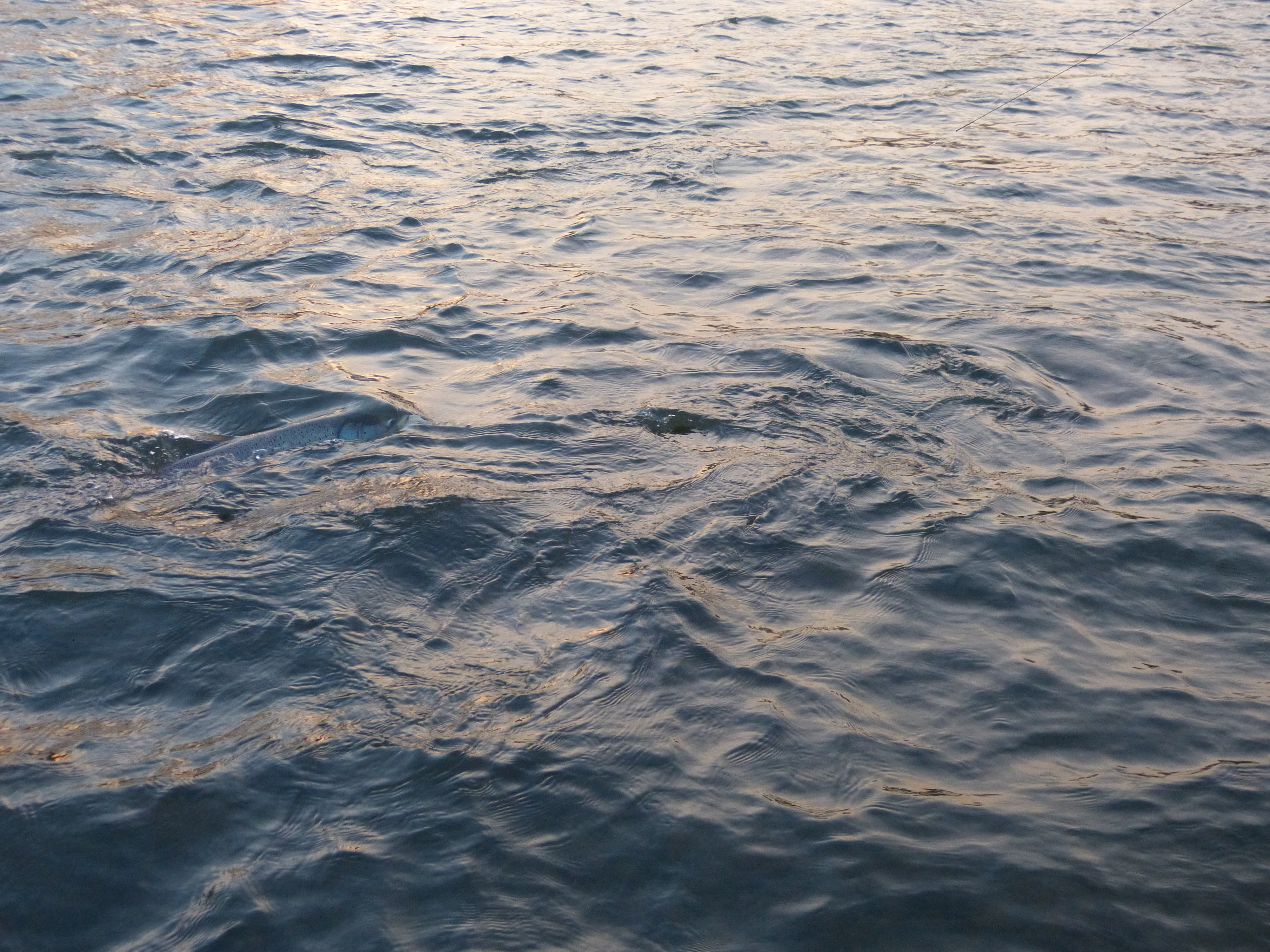 20121130-huchenfischenfredimoser-18