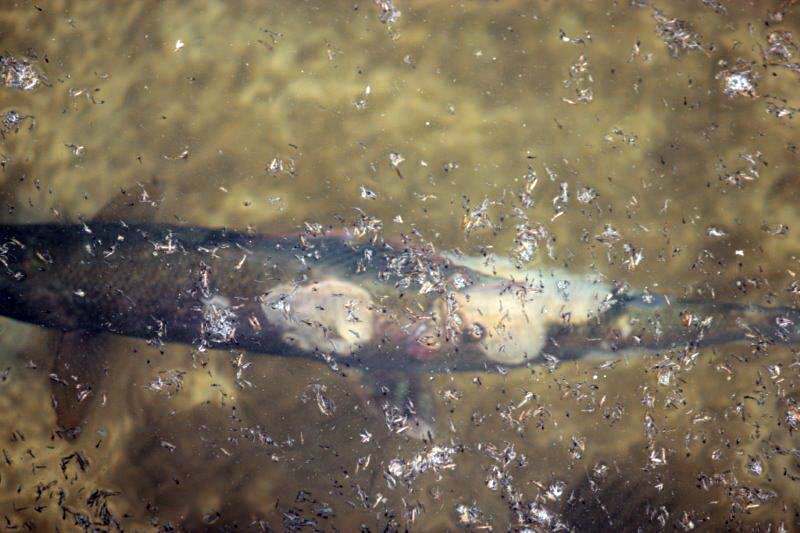 20140327-aeschenverpilzung-aare-02