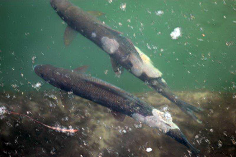 20140327-aeschenverpilzung-aare-06