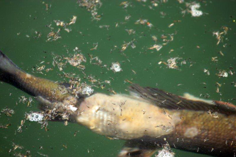 20140327-aeschenverpilzung-aare-08