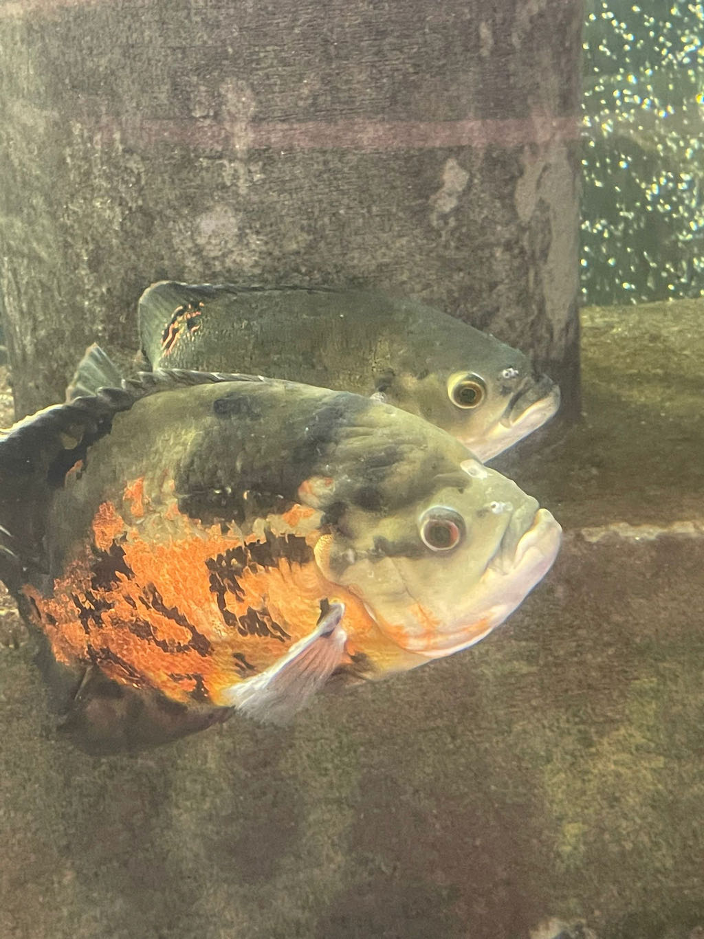 59e243a7-9855-47a9-841d-d5772b